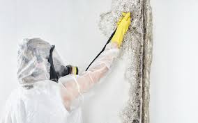 Why You Should Choose Our Mold Remediation Services in Perry, OH